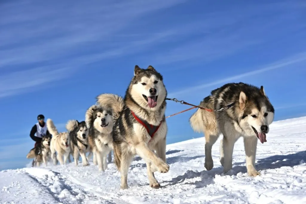 Hundekjøring kranjska gora